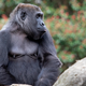 Sukari, a western lowland gorilla at Zoo Atlanta, was one of the gorillas that the researchers observed during this project.